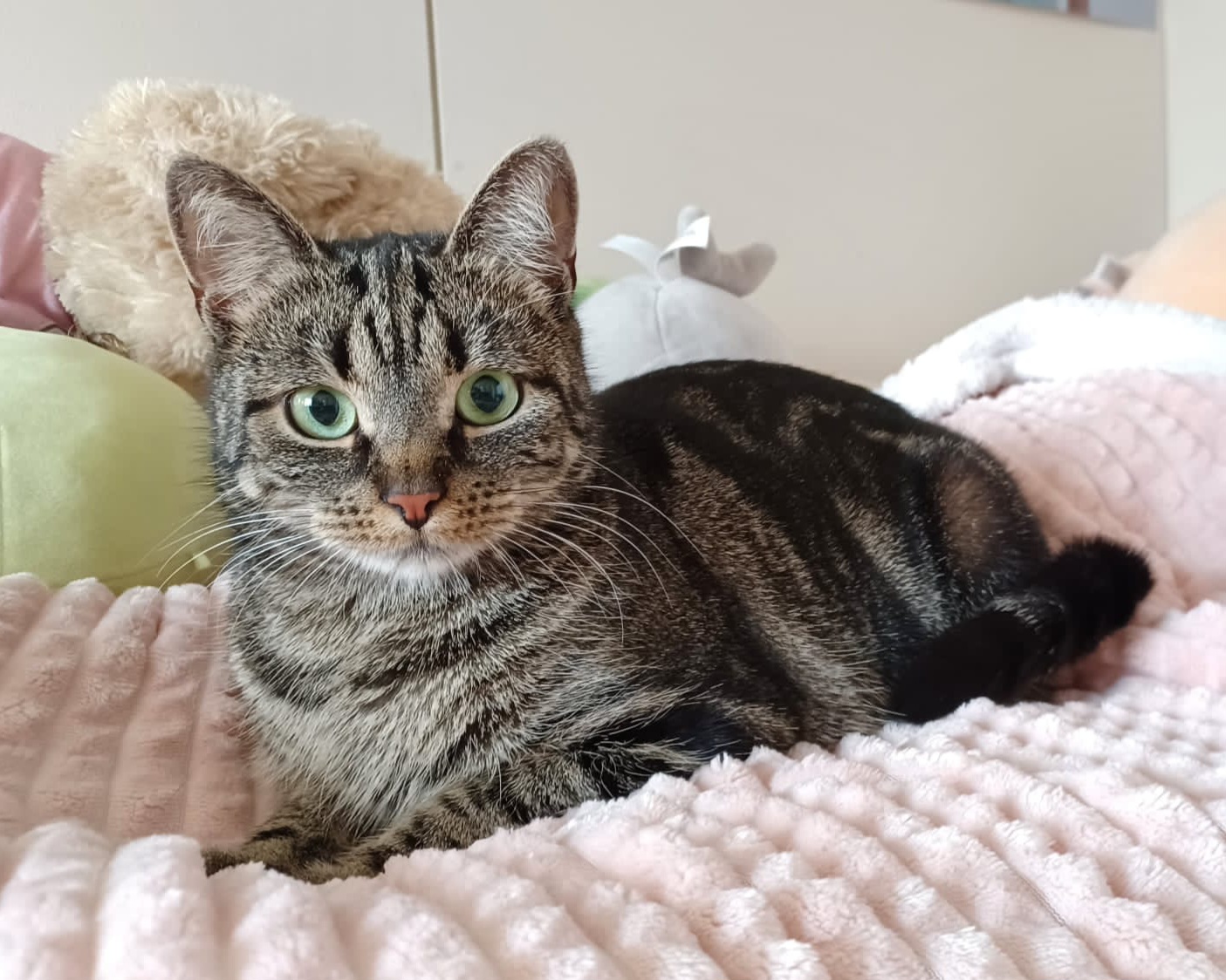 IC FI*Pikku-Piun Naomi "Nala", EUR n 22